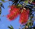Bottle Brush 9R034D-007